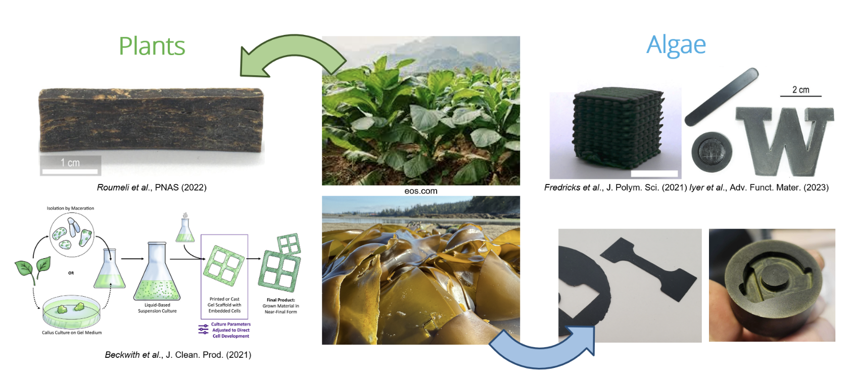 Algae and plant-based sustainable materials research